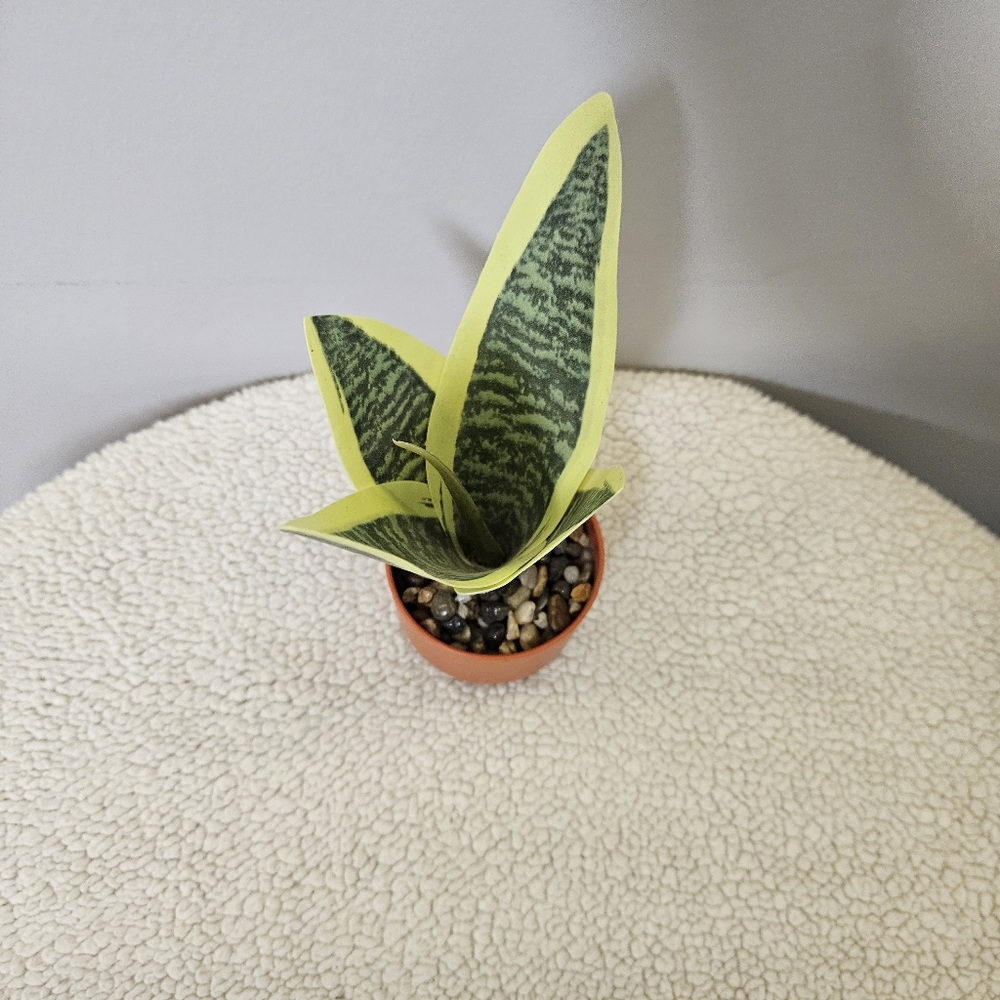 Green and Yellow Reptile Plant Decor - Picture 5 of 8